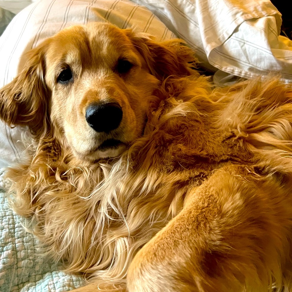 Fluffernutter